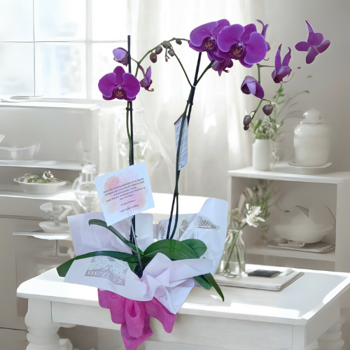 🌸 Orquídea Premium de Dos Tallos – Deluxe 🌿 Elegancia Natural que Impacta