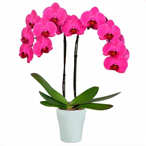 Premium Two Stem Orchid - Deluxe
