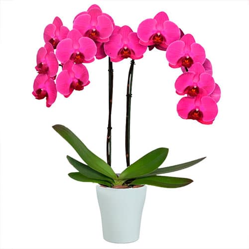 orquidea rosada