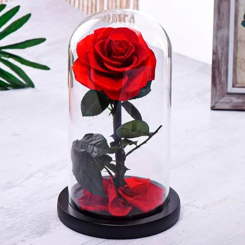 Preserved Rose