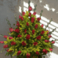 Arreglo Floral con Rosas Cupido 3