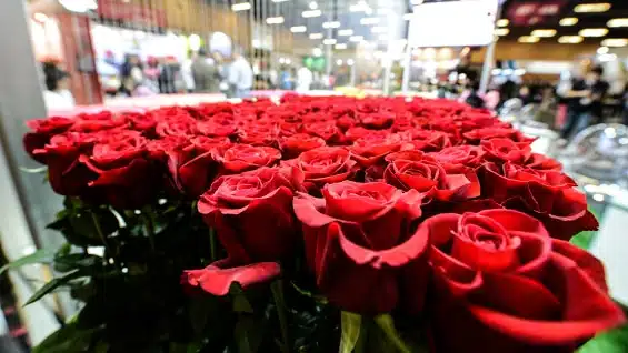 Close-up of many red roses arranged in rows inside a florist shop in Cali