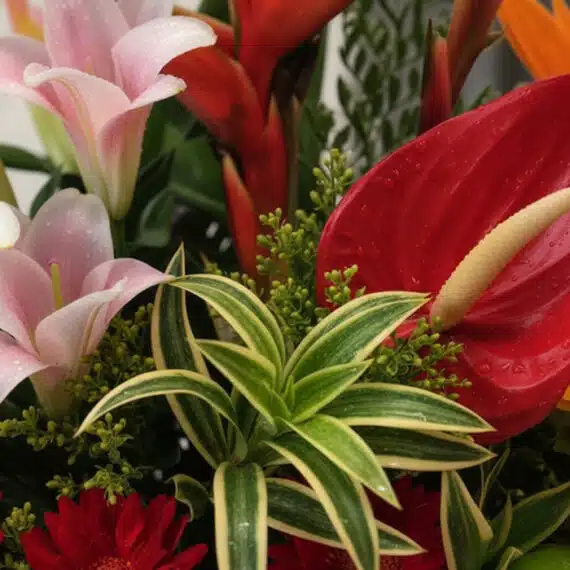 Primer plano extremo de un arreglo floral tropical con lirios rosados, anturios rojos, hojas verdes y gotas de rocío, destaca