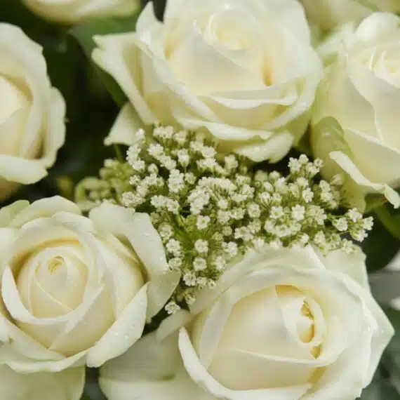 Primer plano extremo de un arreglo floral Estefanía con 24 rosas blancas inmaculadas, mostrando texturas hiperrealistas y sut