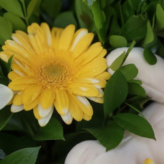 Primer plano extremo del Arreglo Floral Exótico Amaretto, mostrando una gerbera amarilla con pétalos blancos y gotas de rocío