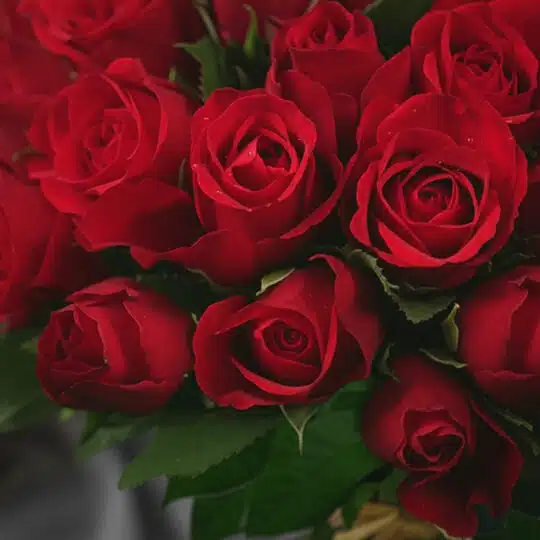 Primer plano extremo de un arreglo de rosas rojas vibrantes con gotas de rocío, mostrando textura hiperrealista y frescura.