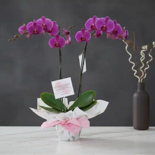 Orquídea Premium de Dos Tallos Deluxe con flores moradas vibrantes y hojas verdes, presentada en una maceta elegante con envo