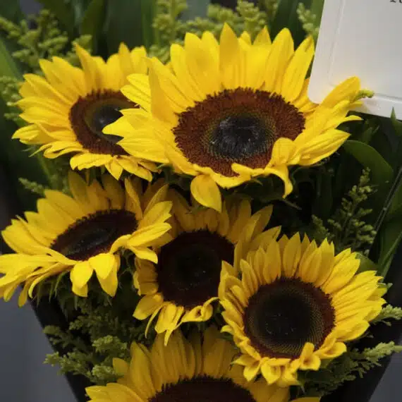 Primer plano extremo de un ramillete de girasoles vibrantes con gotas de rocío, mostrando texturas hiperrealistas y luz natur